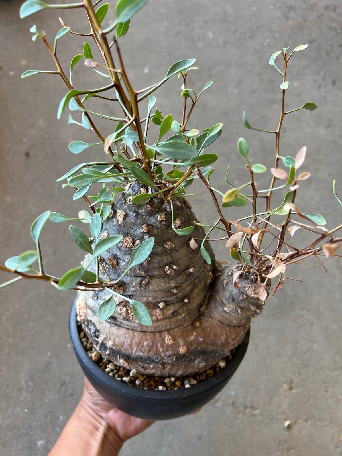 フォークイエリア コルムナリス 観峰玉 | STELLA.PLANTS