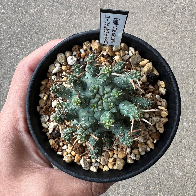 ユーフォルビア アストロフォラ1 | STELLA.PLANTS