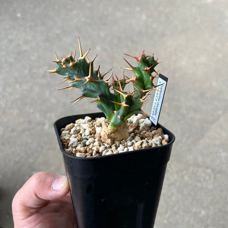 ユーフォルビア クラビゲラ1