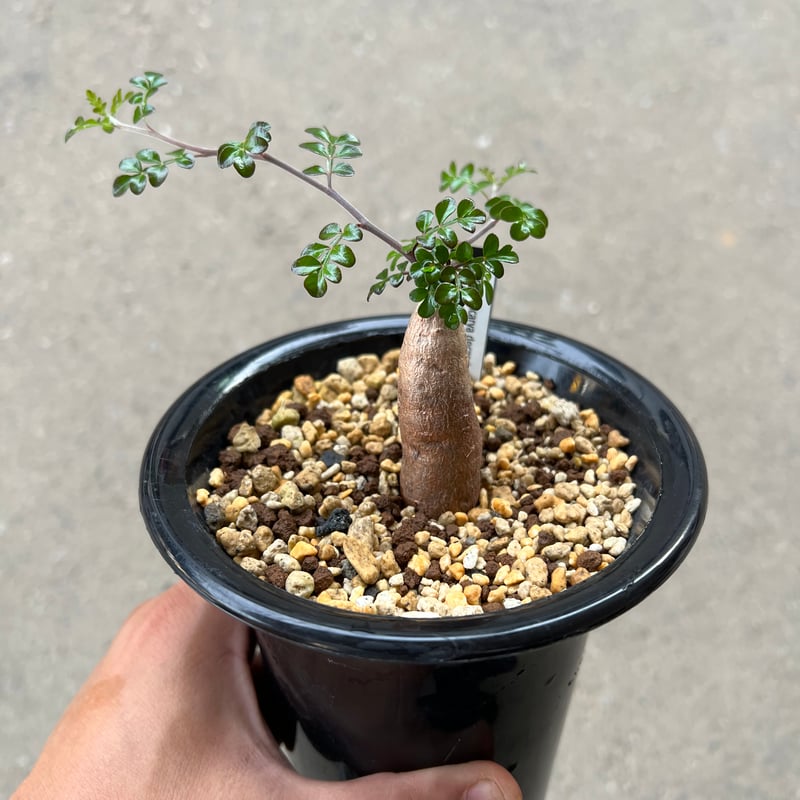 オペルクリカリア デカリー根差し | STELLA.PLANTS オペルクリカリア デカリー根差し | STELLA.PLANTS