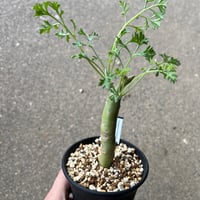 ペラルゴニウム クリズミフォリウム1