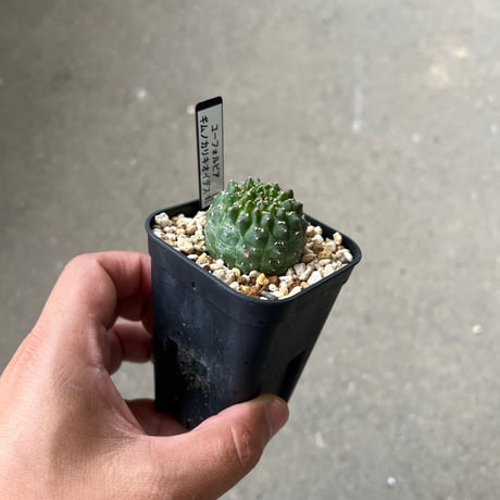 ユーフォルビア　ギムノカリキオイデス1