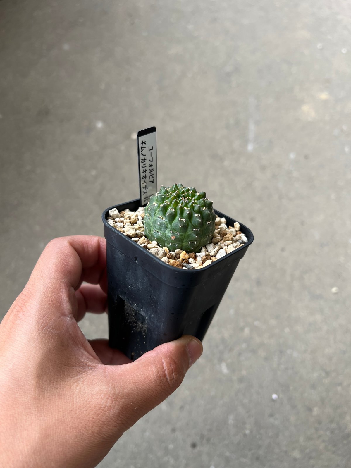 ユーフォルビア ギムノカリキオイデス1 | STELLA.PLANTS