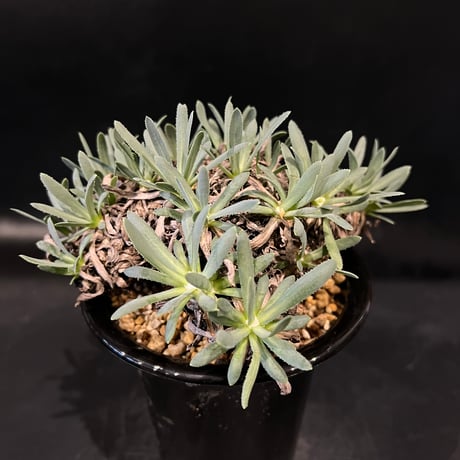 オトンナレトロルサ現地株発根済み