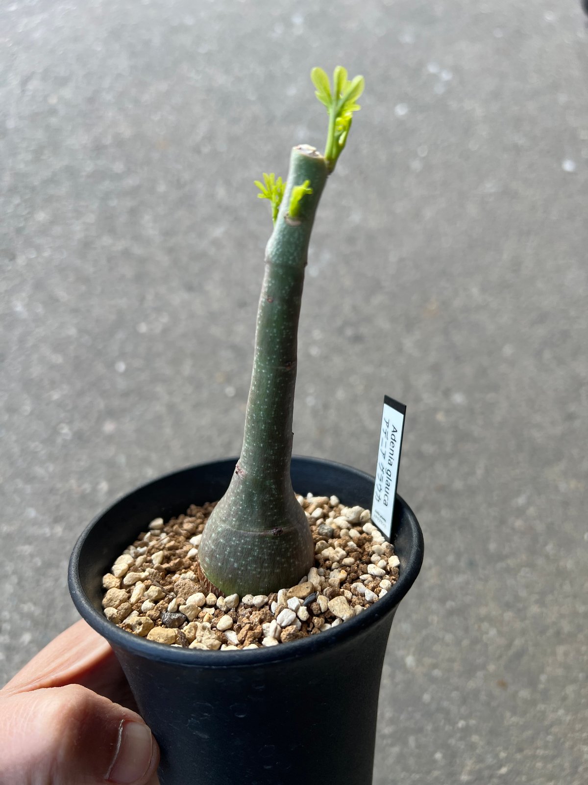 【観葉植物】アデニアグラウカ アデニア グラウカ - 観葉植物・生花・ドライフラワー通販 SULK GREEN