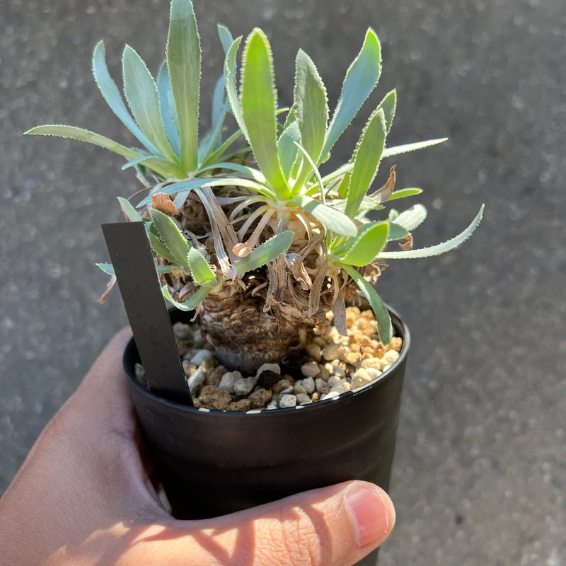 オトンナ レトロルサ 2 | STELLA.PLANTS