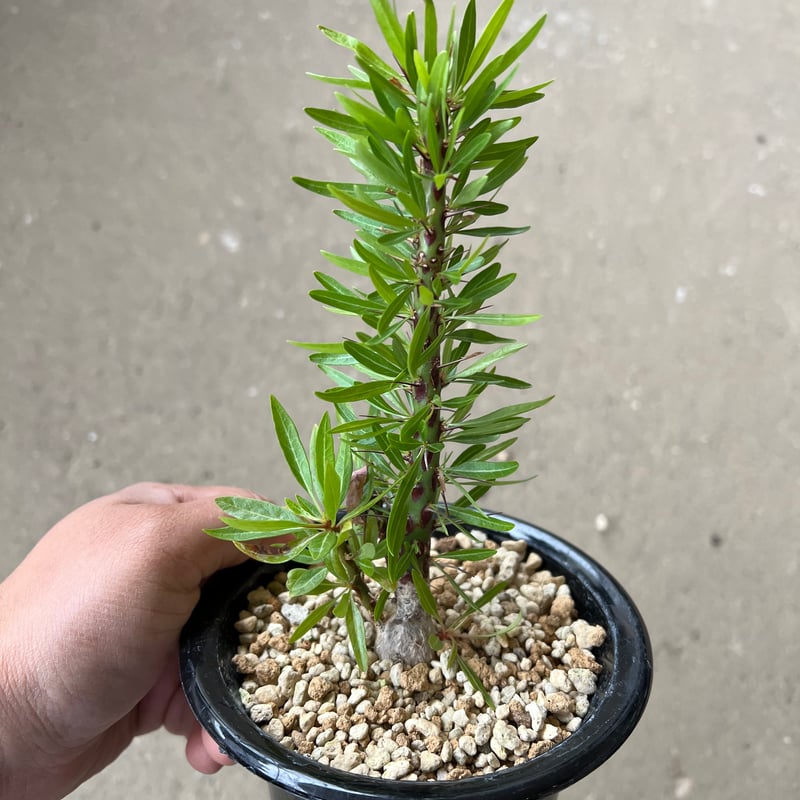 フォークイエリア プルプシー | STELLA.PLANTS フォークイエリア プルプシー | STELLA.PLANTS