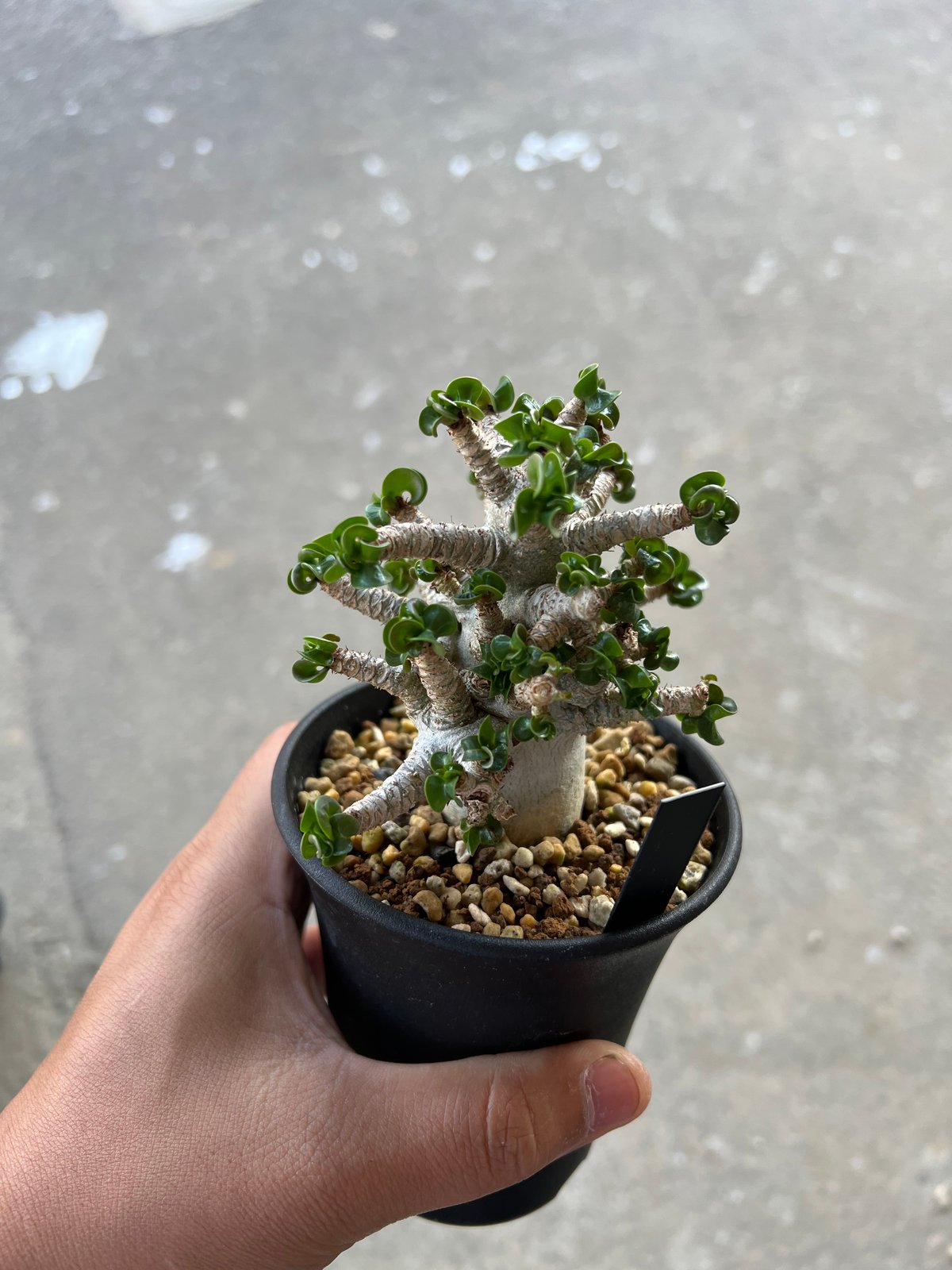 こことら【獅子葉/アデニウム】 DHA ⑨ ＋ 13の2株セット アデニウム D.H.A (獅子葉) 「Adenium D.H.A」6/30-912 | SH