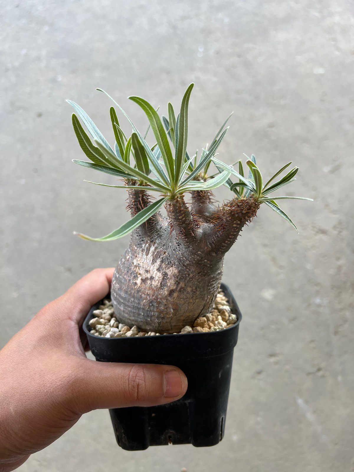 パキポディウム・グラキリス⑦ パキポディウム グラキリス-PG217/桑江良寿 歯車鉢4号鉢