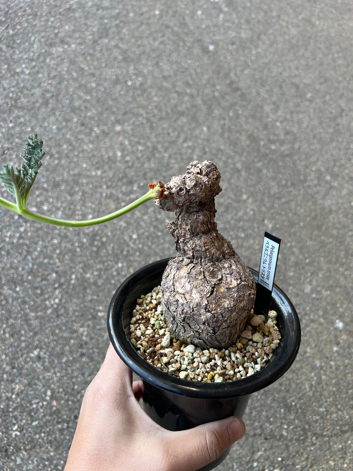 ペラルゴニウム トリステ | STELLA.PLANTS