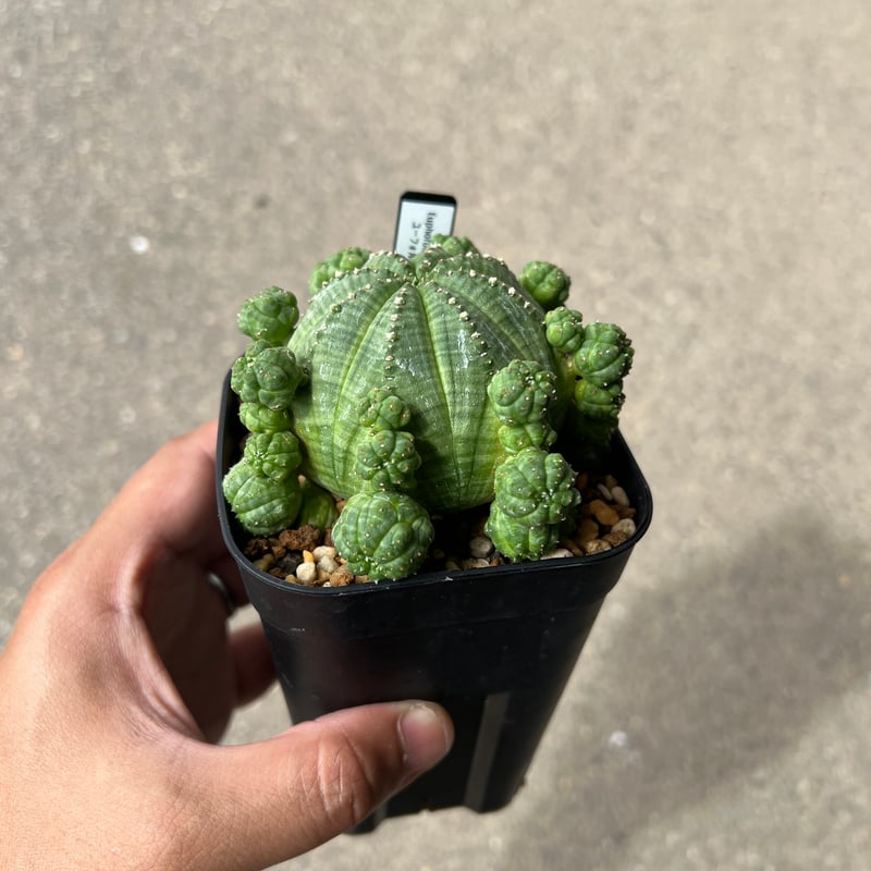 ユーフォルビア シンメトリカ1 | STELLA.PLANTS