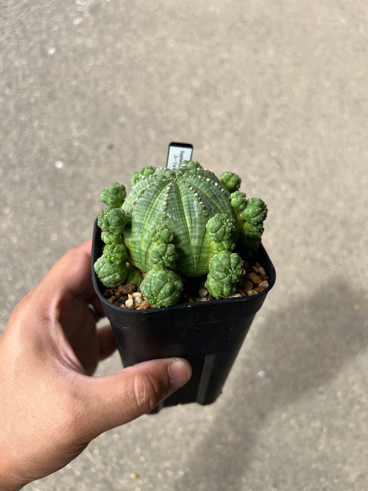 ユーフォルビア シンメトリカ1 | STELLA.PLANTS