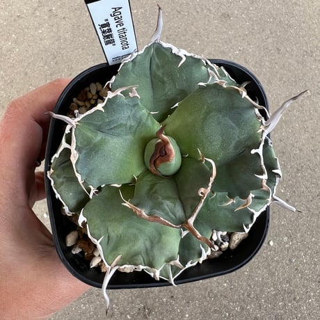 CATEGORY アガベ | STELLA.PLANTS