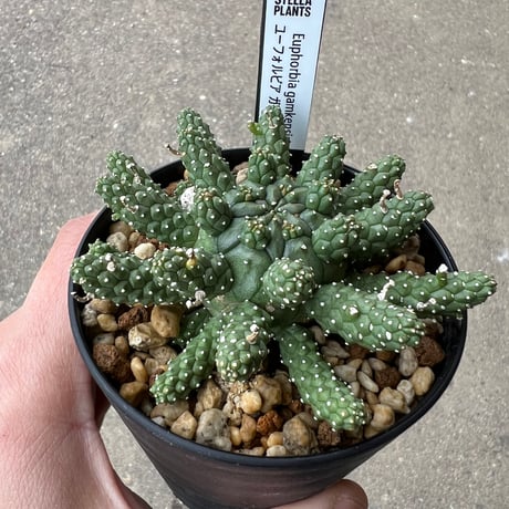 ユーフォルビア ガムケンシス5