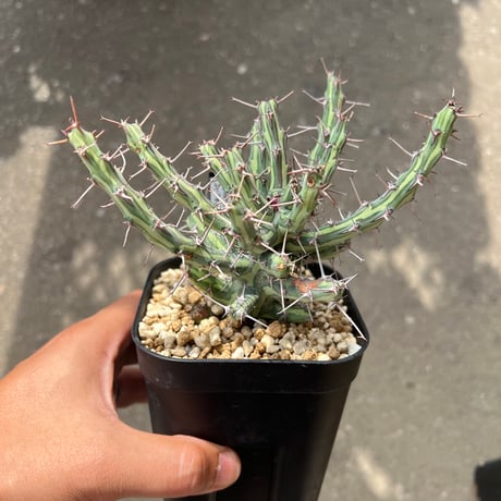 ユーフォルビアサピニー　検/ギムノカリキオイデス　ベネニフィカ　オベサ鉄甲 ユーフォルビアギムノカリキオイデス 検/サピニー べニフィカ