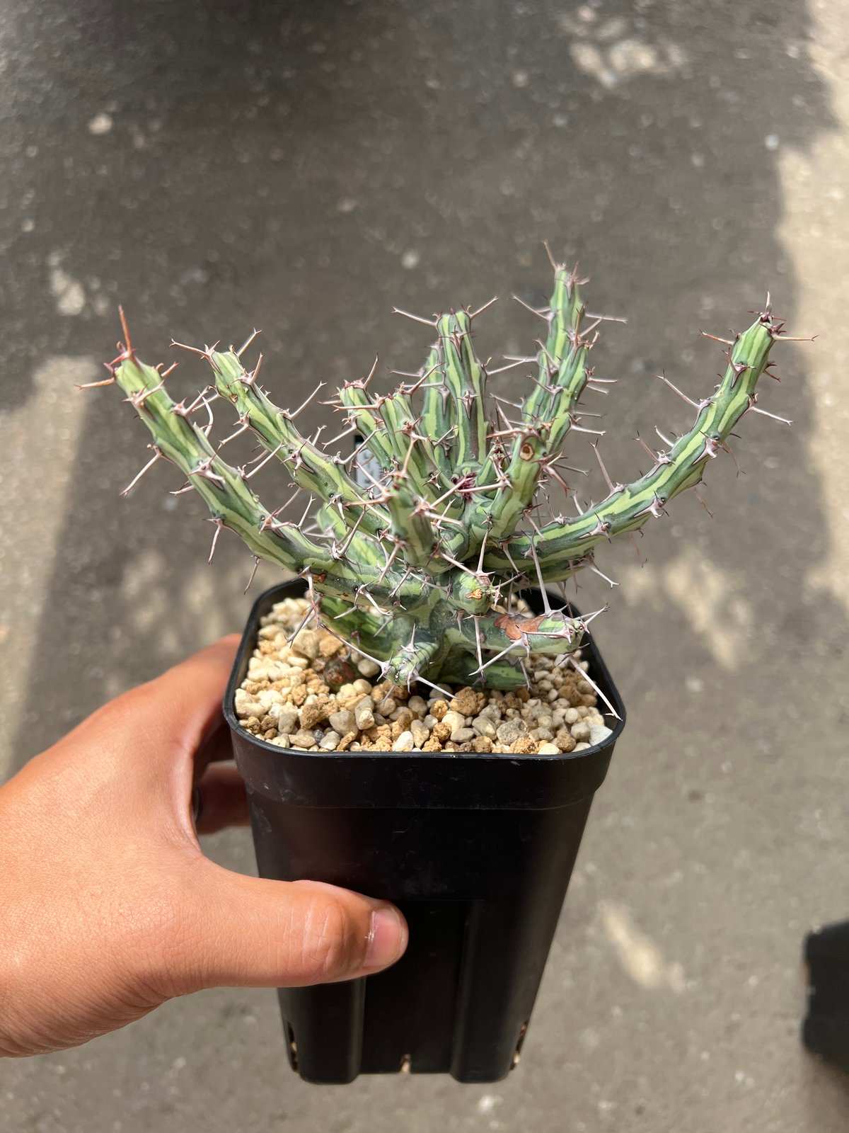 ユーフォルビア シザカンサ | STELLA.PLANTS