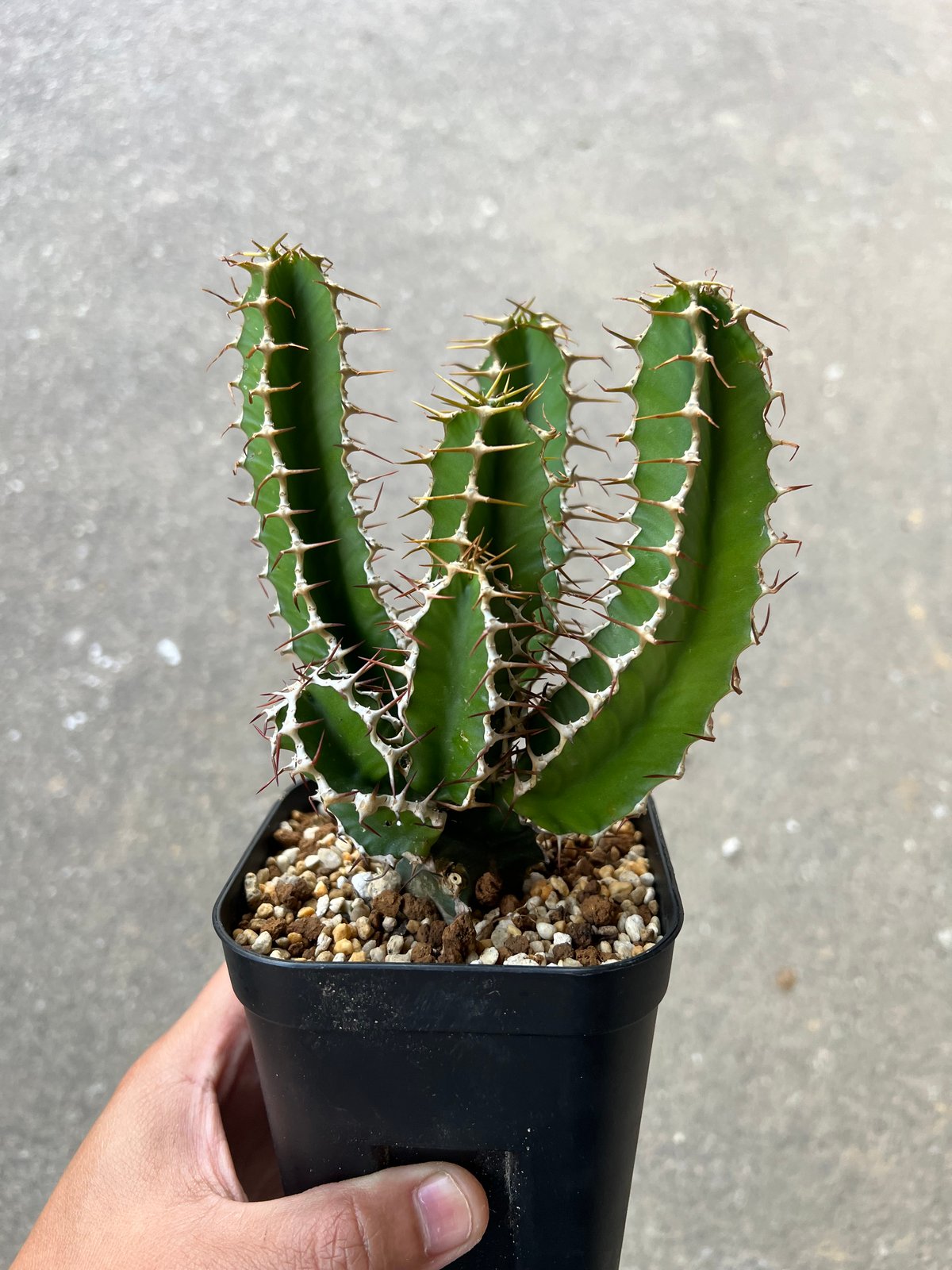 7 ユーホルビア ムランジーナ 【公式通販】