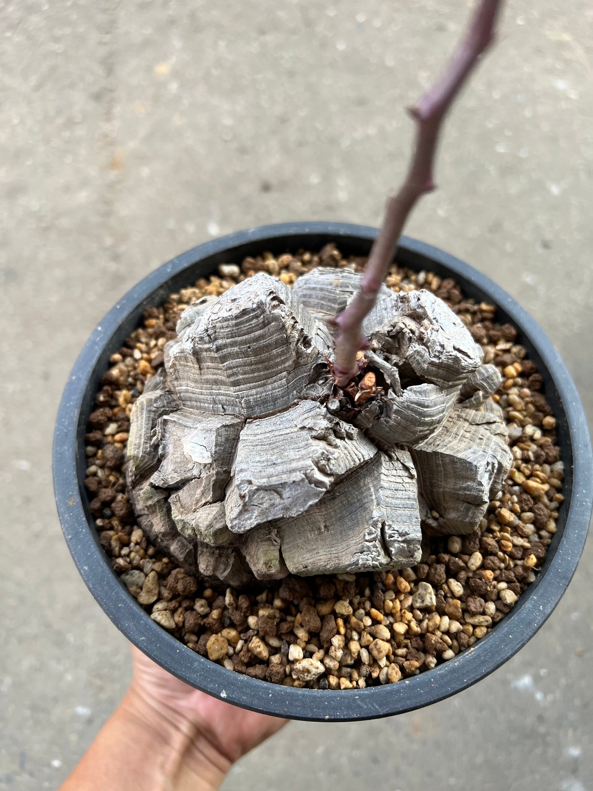アフリカ亀甲竜 5.5寸6 | STELLA.PLANTS アフリカ亀甲竜 5.5寸6 | STELLA.PLANTS
