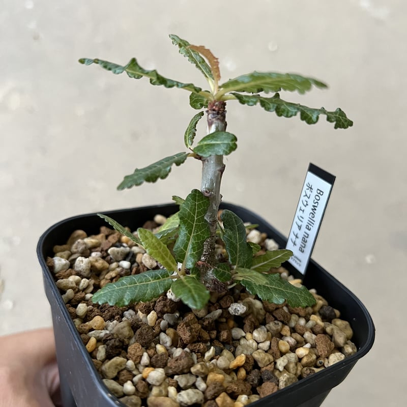 ボスウェリア　ナナ　国内実生 Amazon.co.jp: bosmwellia nana ボスウェリア ナナ 国内実生 04