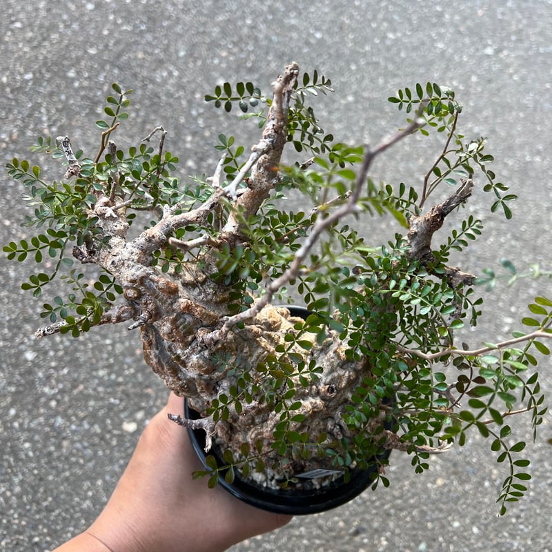 オペルクリカリア パキプス | STELLA.PLANTS