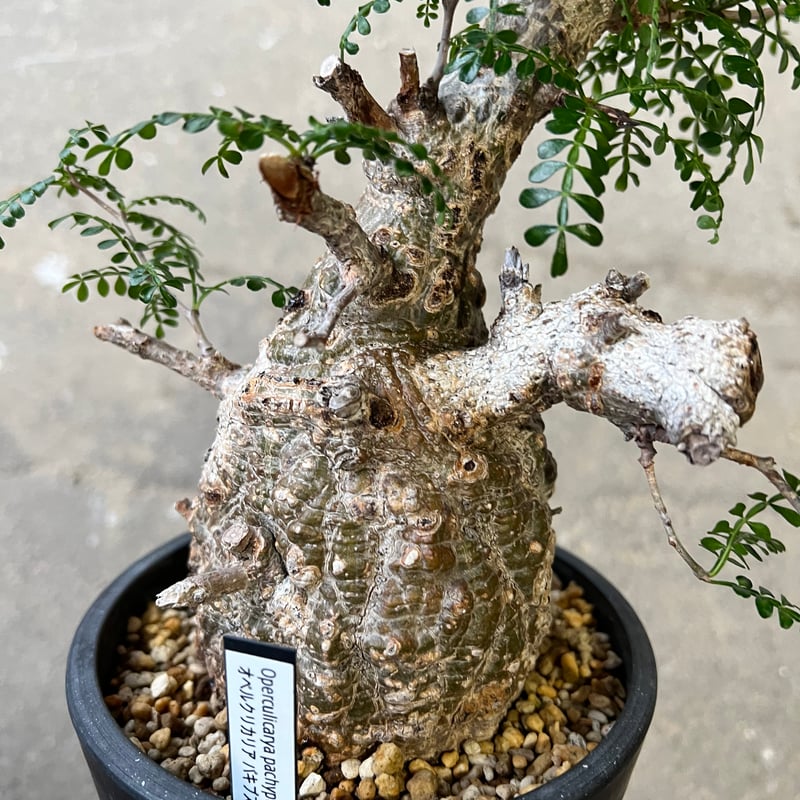 オペルクリカリア パキプス | STELLA.PLANTS オペルクリカリア パキプス | STELLA.PLANTS