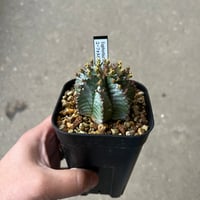 ユーフォルビア ホリダ4