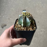 ユーフォルビア ホリダ3
