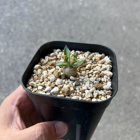 CATEGORY ユーフォルビア | STELLA.PLANTS
