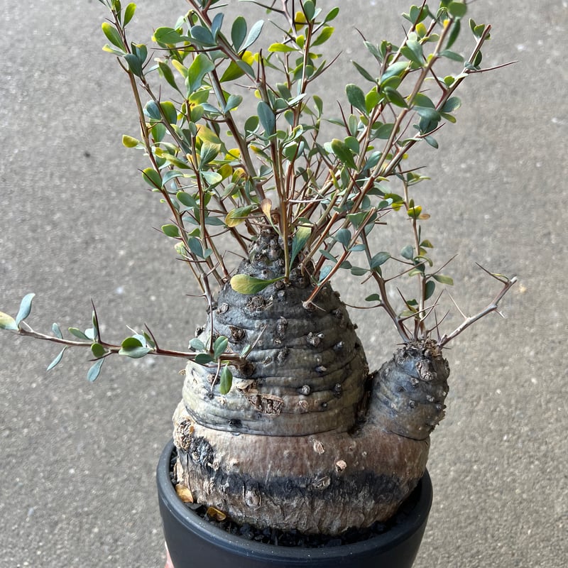 フォークイエリア コルムナリス 観峰玉 | STELLA.PLANTS