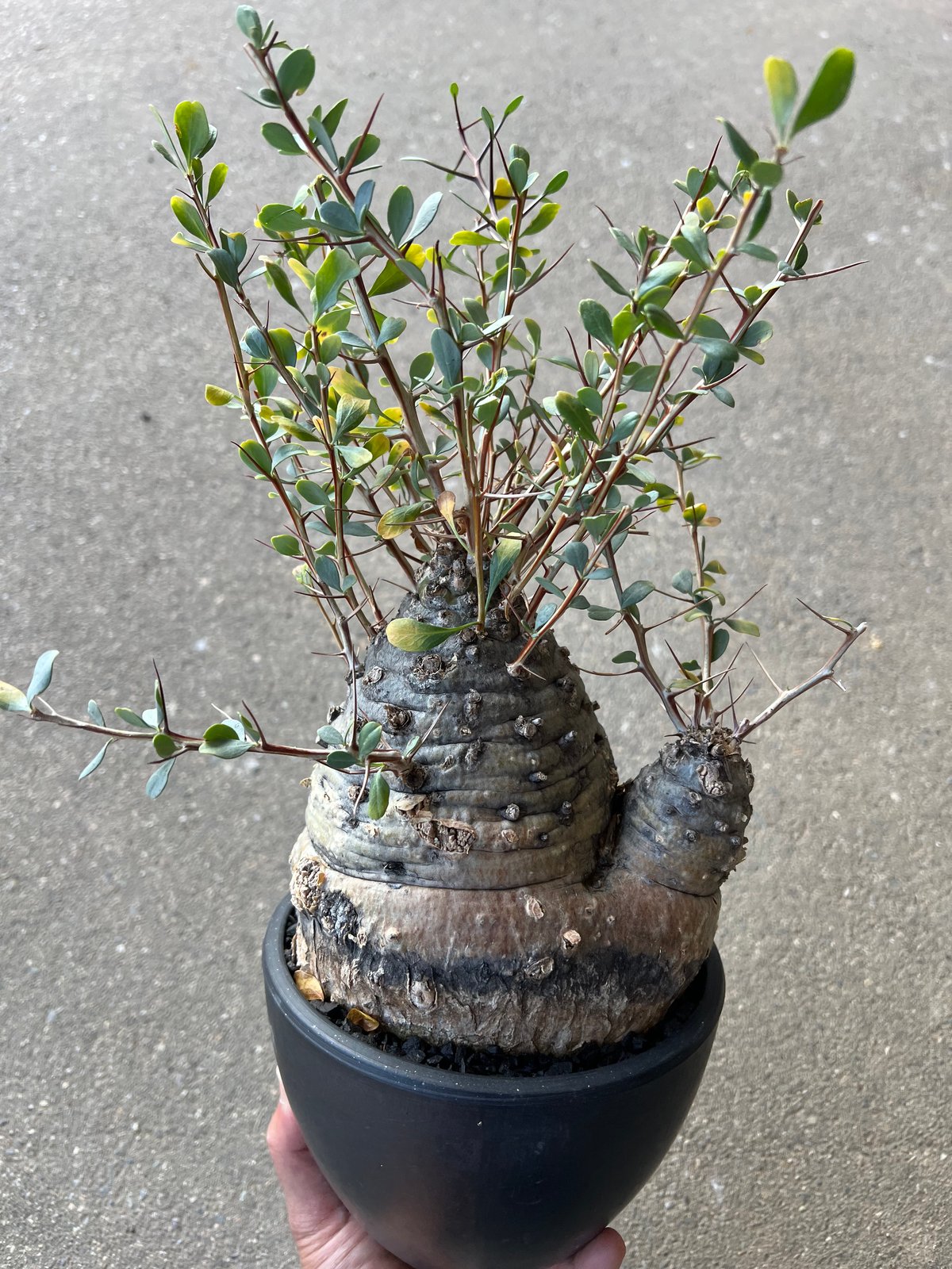フォークイエリア コルムナリス 観峰玉 | STELLA.PLANTS