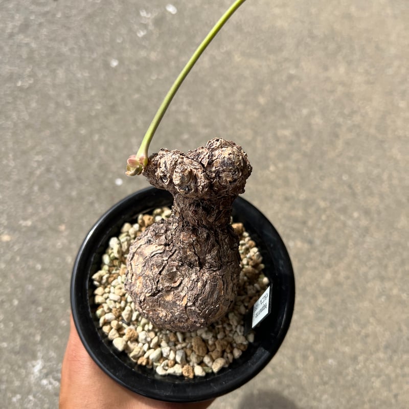 ペラルゴニウム トリステ | STELLA.PLANTS