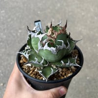 アガベ 狼牙 親株 アガベ 狼牙（Coyote Plants）｜荒い鋸歯で厳ついUS由来 | トゲラボ