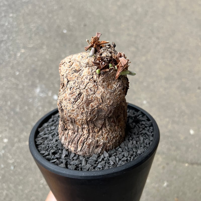 発根済み　ペラルゴニウムトリステ鉢付き ペラルゴニウム トリステ | STELLA.PLANTS