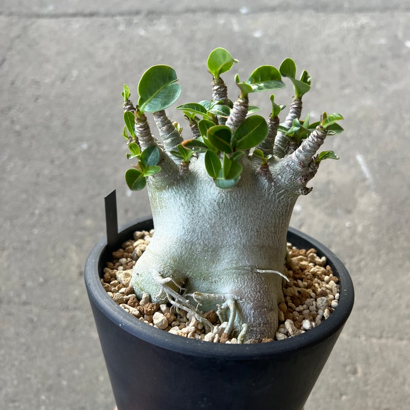 アデニウムアラビカムスーパードワーフ アデニウム アラビカム スーパードワーフ2 | STELLA.PLANTS