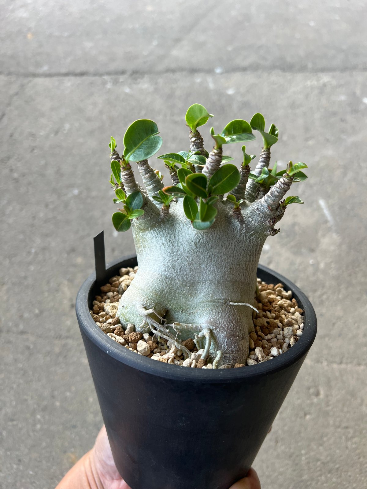アデニウム　アラビカム　スーパードワーフ❗鉢付き‼️ アデニウム アラビカム スーパードワーフ2 | STELLA.PLANTS