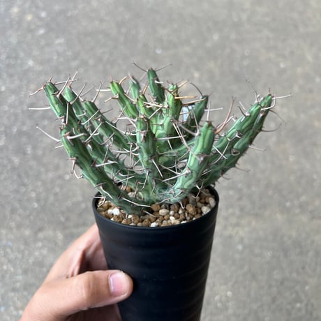 CATEGORY ユーフォルビア | STELLA.PLANTS