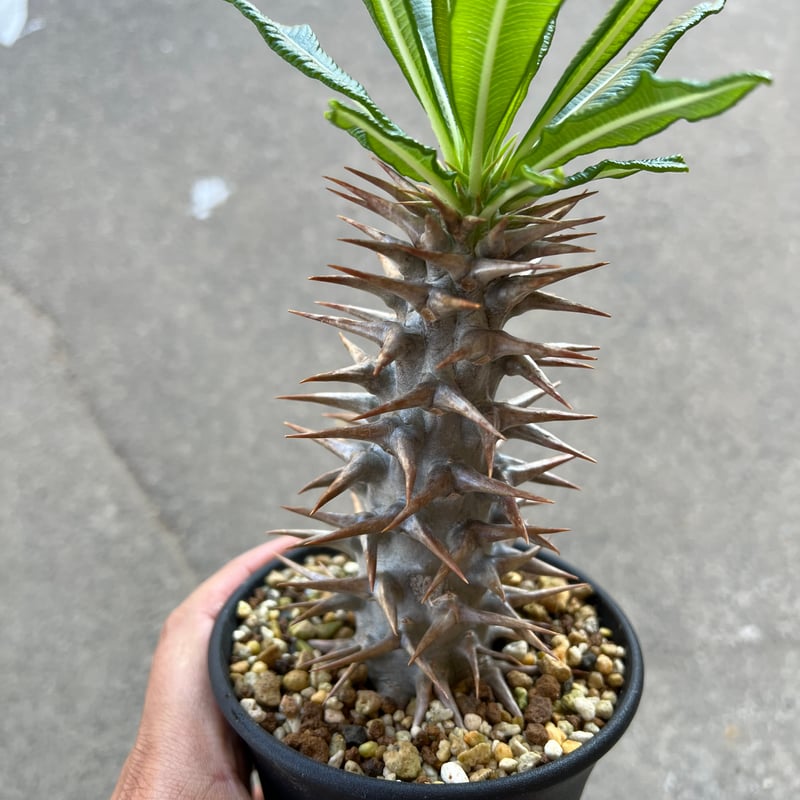 初心者安心！耐寒性あり】 パキポディウム アンボンゲンセ