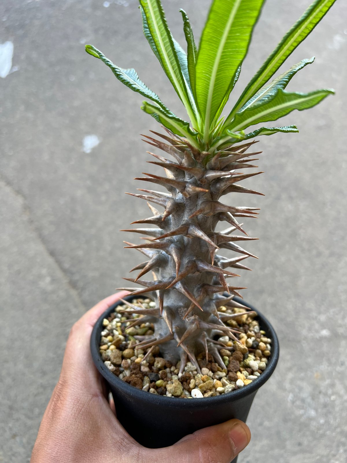 幹太　パキポディウム　アンボンゲンセ　接木 幹太 パキポディウム アンボンゲンセ 接木 幹太 パキポディウム