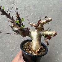 パキポディウム　アンボンゲンセ　3 Amazon.co.jp: パキポディウム アンボンゲンセ 3頭 : おもちゃ