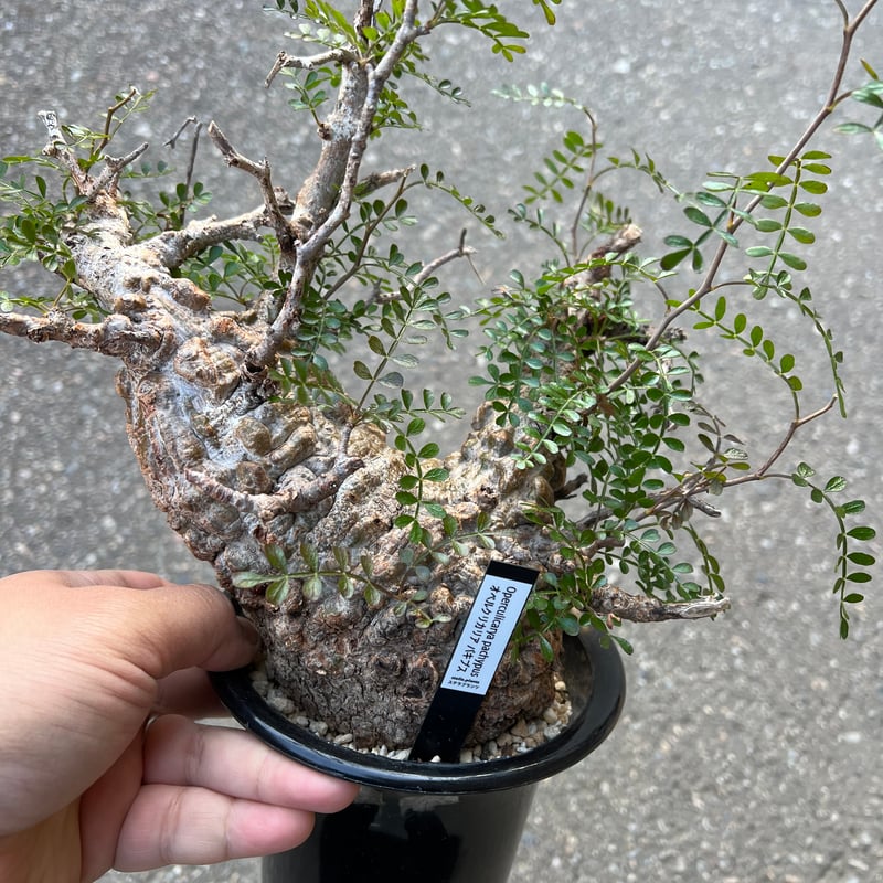 オペルクリカリア パキプス | STELLA.PLANTS オペルクリカリア パキプス | STELLA.PLANTS