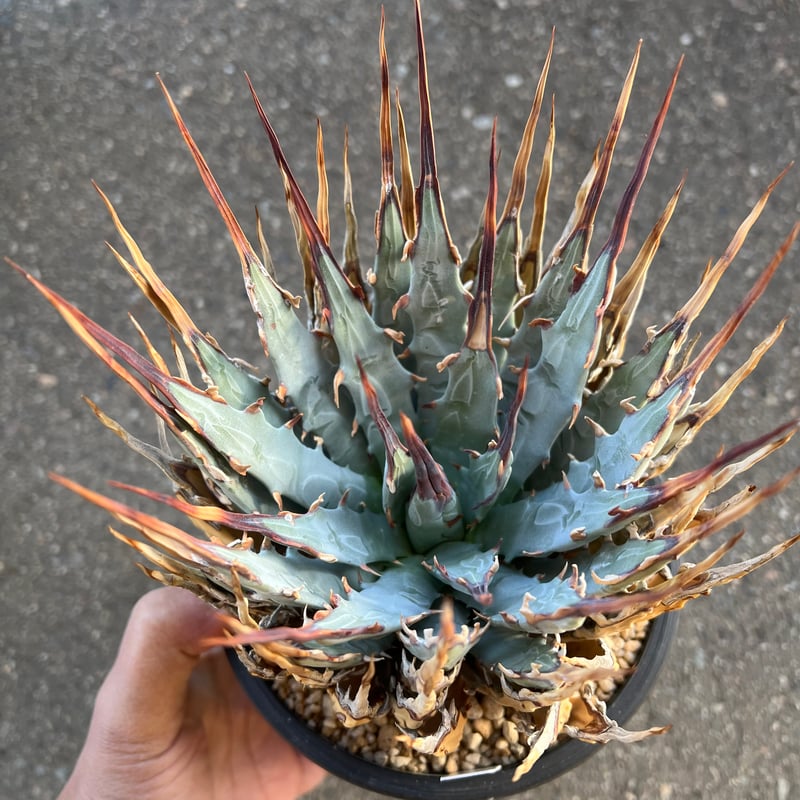 ユタエンシス エボリスピナ 5寸鉢サイズ | STELLA.PLANTS