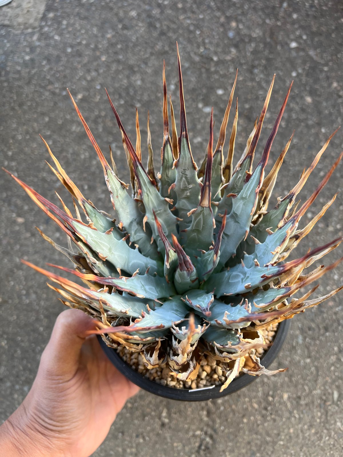 ユタエンシス　エボリスピナ ユタエンシス エボリスピナ 5寸鉢サイズ | STELLA.PLANTS