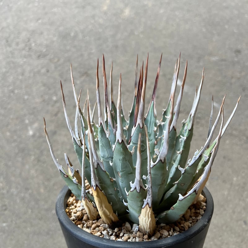 ユタエンシス エボリスピナ | STELLA.PLANTS