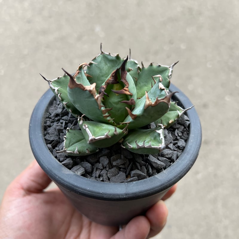 アガベ 農大 ナンバーワン アガベ 農大ナンバーワン | STELLA.PLANTS