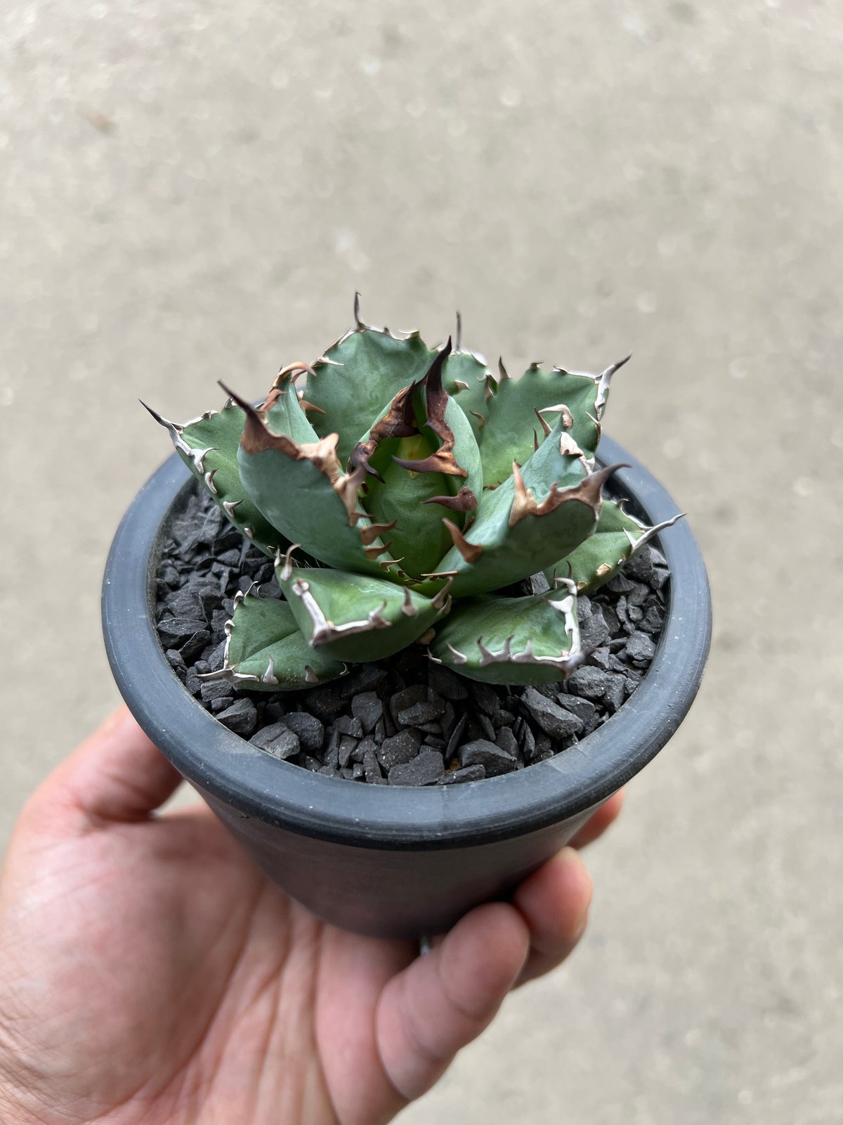 アガベ チタノタ 農大ナンバーワン 鉢ごと アガベ チタノタ 農大 鉢