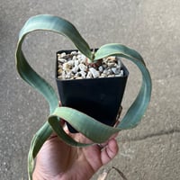 ペラルゴニウム　クリズミフォリウム　山伏天狗 ペラルゴニウム クリズミフォリウム 山伏天狗 | STELLA.PLANTS