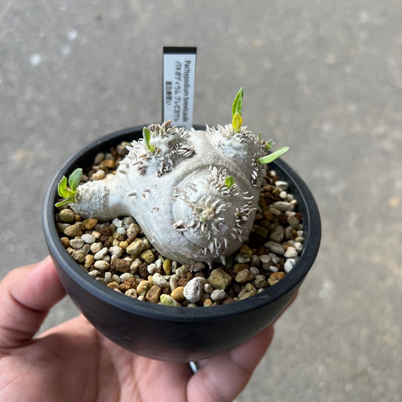 1.パキポディウム 恵比寿笑い KawagoeRyo | 2025.01.30 パキポディウム 恵比寿笑い 今年も