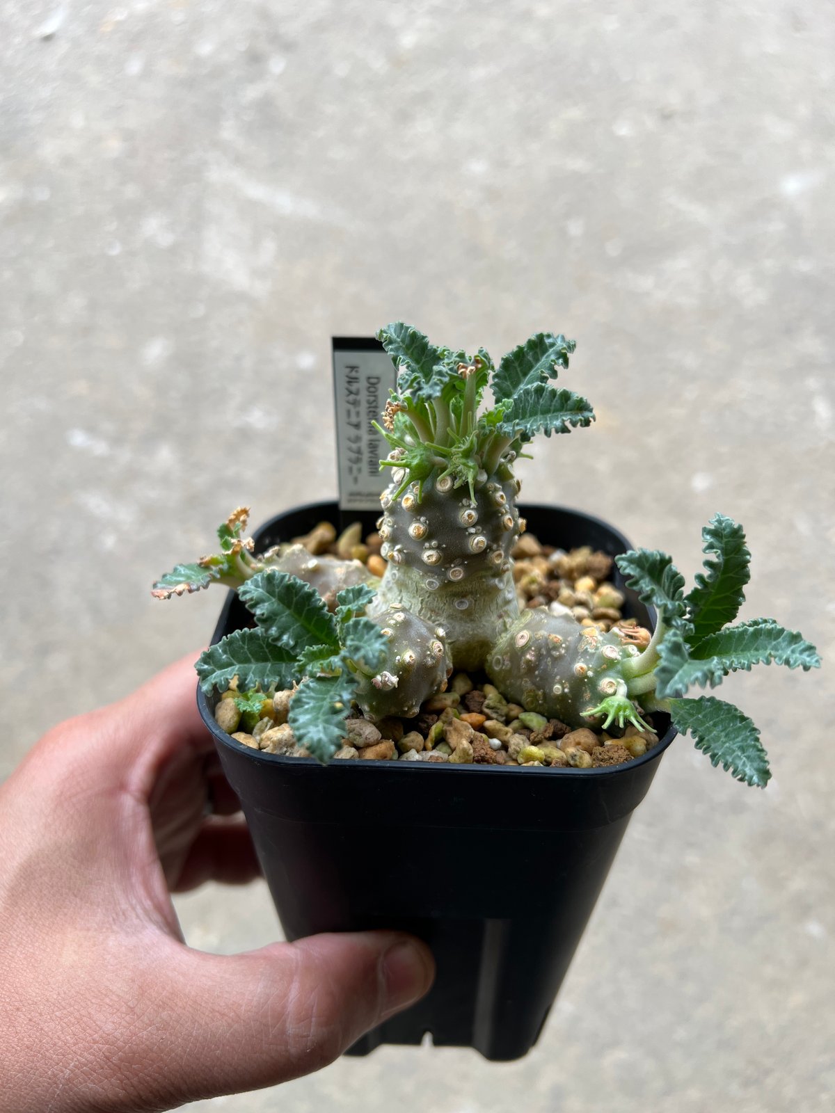 ドルステニア ラブラニー2 | STELLA.PLANTS