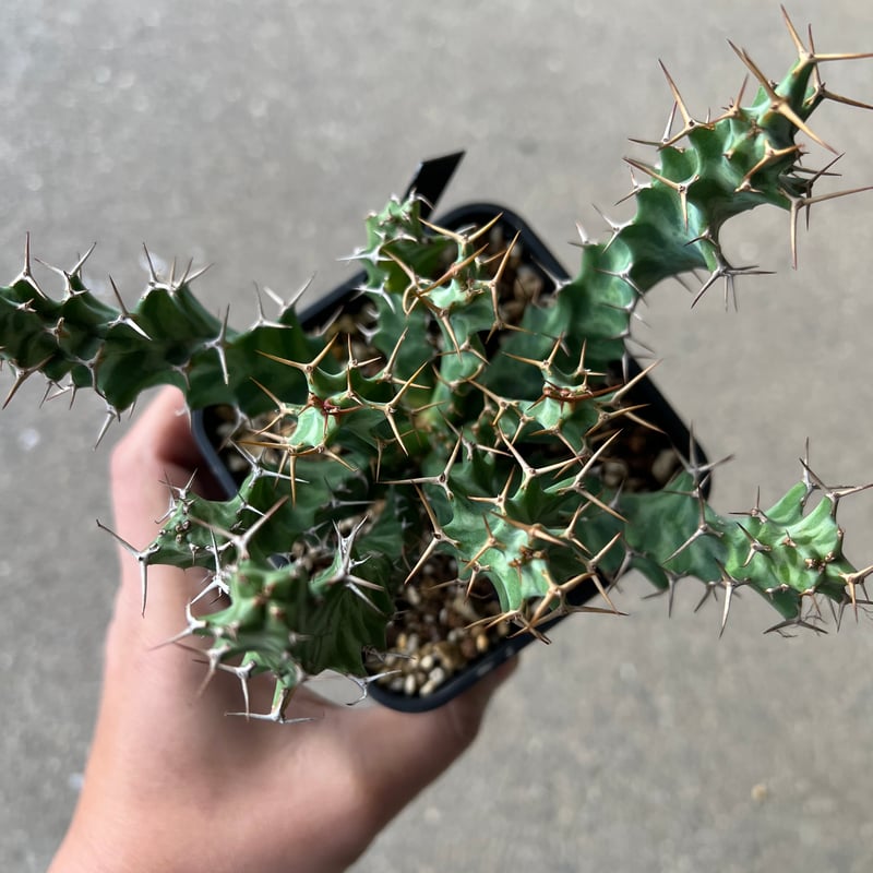 ユーフォルビア ペルシステンス1 | STELLA.PLANTS