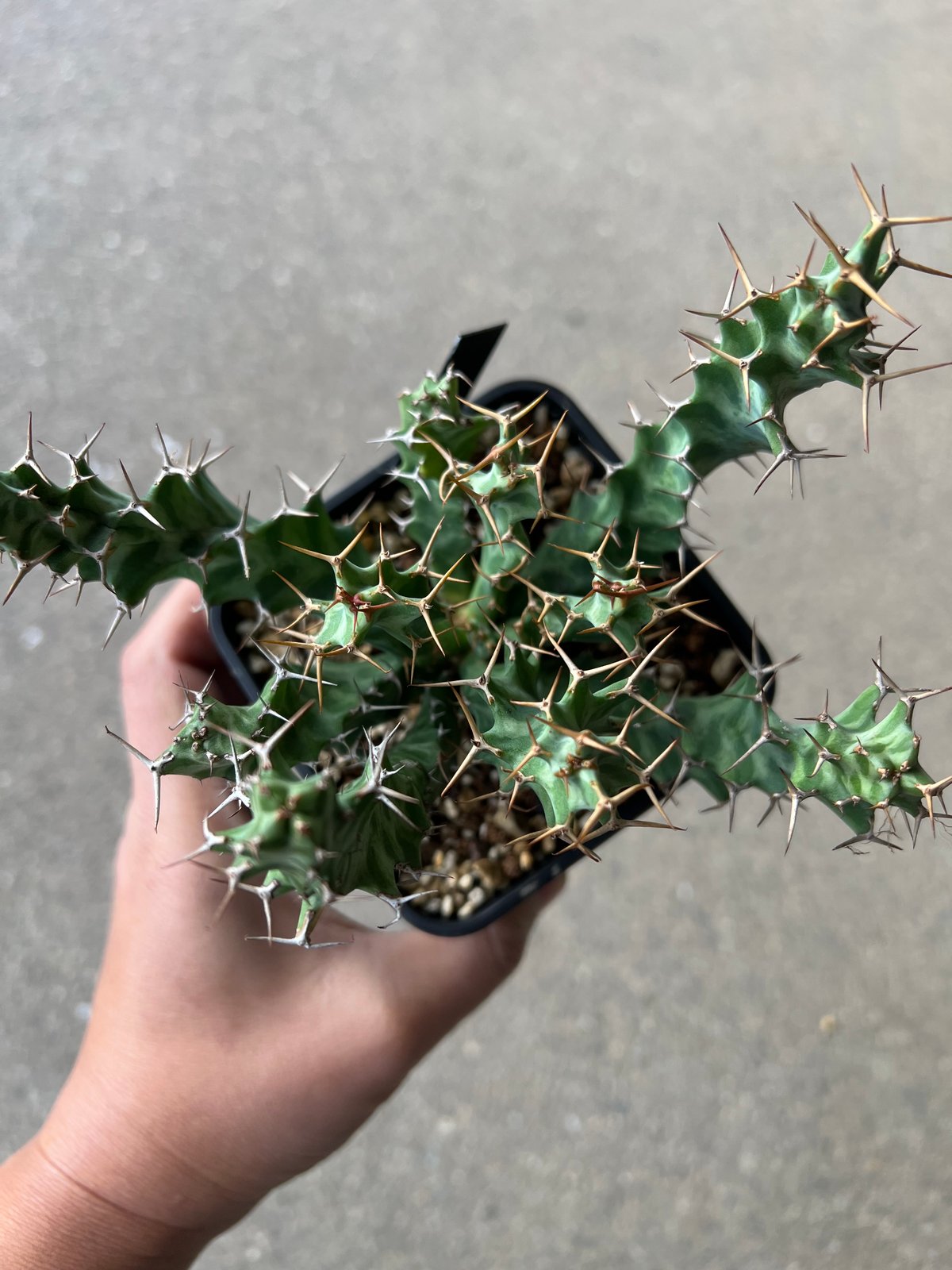 ユーフォルビア ペルシステンス1 | STELLA.PLANTS